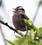 White-crowned sparrow singing