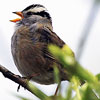 White-crowned sparrow singing