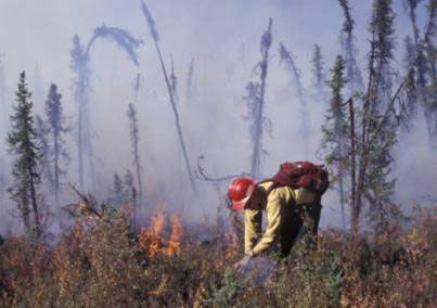 Fire Ecology Laboratory researcher sets a prescribed fire