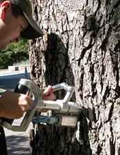 Michael Andreu, '05, inoculates a UW campus tree against Dutch Elm disease.