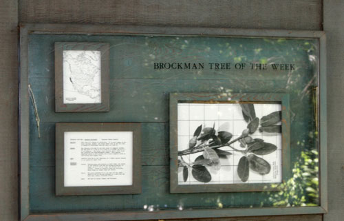 Brockman Tree of the Week display is part of the Brockman Memorial Tree Tours public art project