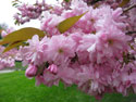 Kwanzan cherry tree in bloom