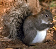 Western gray squirrel