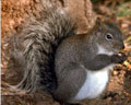 Western gray squirrel