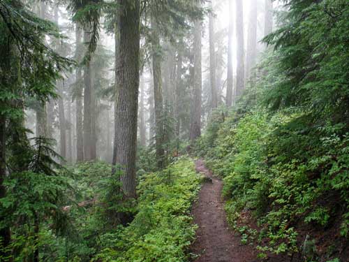 Yellow Aster Butte Trail