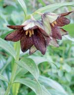 Black lily (Fritillaria camschatcensis)