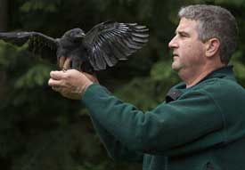 Professor John Marzluff inspects a crow.