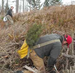 SFR students plant trees at Pack Forest.