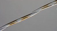 Pseudo-nitzschia diatom