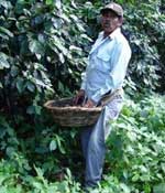 Coffee harvesting in Nicaragua