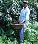 Coffee harvesting in Nicaragua