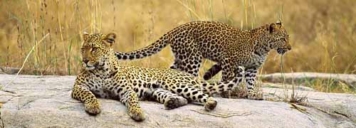 South Africa by Ship