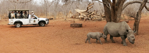 Africa's Wildlife