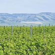 Walla Walla Wine Weekends