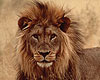 Africa