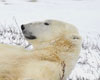 Polar Bears of Churchill