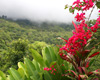 Costa Rica: Light Adventure & Birding