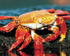 Galapagos Islands