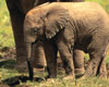 Classic Safari: Kenya & Tanzania