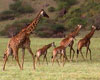 Classic Safari: Kenya & Tanzania