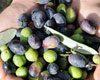 Flavors of Northern Italy