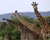 Tanzania: Women to Women Cultural Exchange