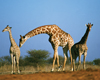 Uganda