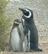 Penguins
