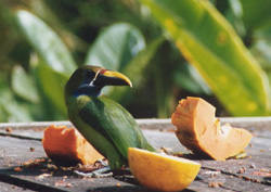Tucan