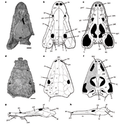 Fossil Comparison