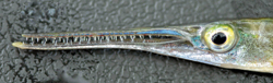 Freshwater Gar