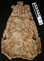 Saharastega