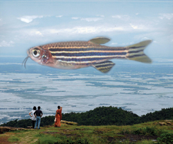 Zebrafish
