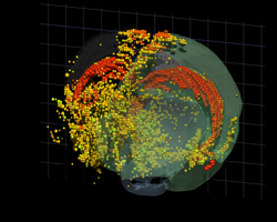 3D mouse brain