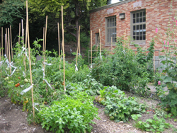 Urban Garden