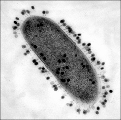 E. coli