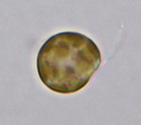 Normal cell