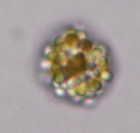 Stressed Cell
