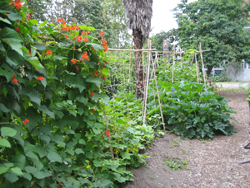 Pole Vegetables