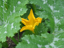 Squash