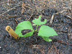 Solanum americanum