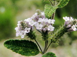 Aloysia catamarcensis