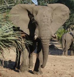 African Elephant