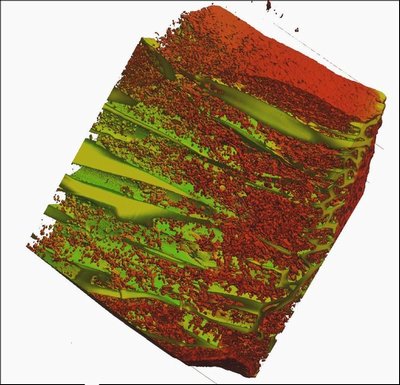 Cardiac Cell Structure