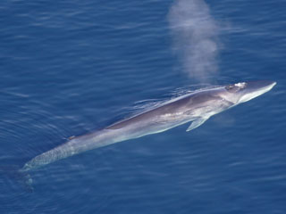 finwhale320