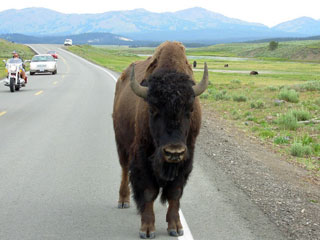 buffalo320