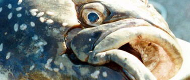 Close up shot of a halibut fish