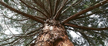 Branches of a tree.