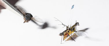 Closeup of RoboFly