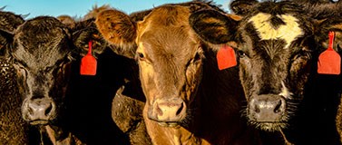 Industrial beef production is one of the most costly to the environment, a new study shows.